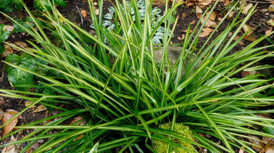 Image of Aspidistra linearifolia 'Skinny Dippin' taken at Juniper Level Botanic Gdn, NC by JLBG