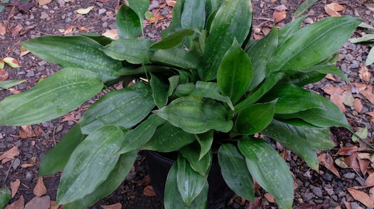 Image of Aspidistra lutea 'Mai Chau' taken at Juniper Level Botanic Gdn, NC by JLBG