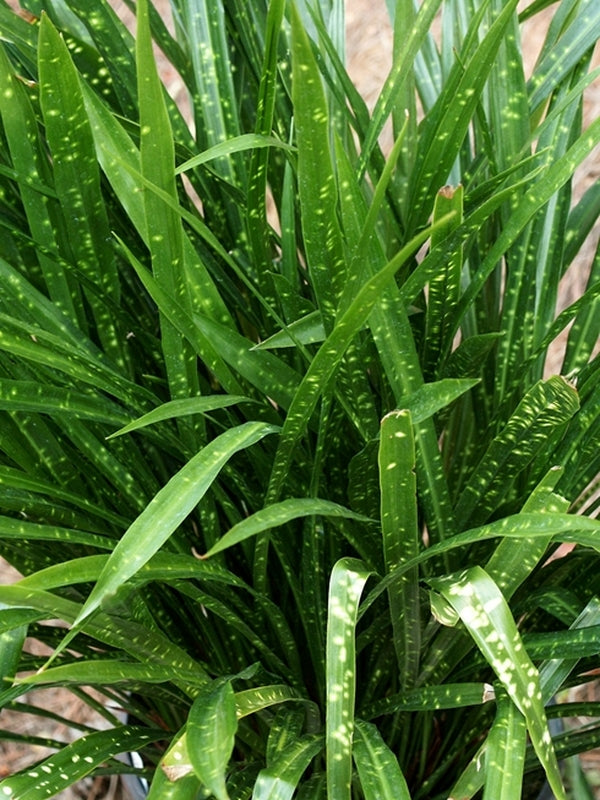 cast iron plant Aspidistra minutiflora Leopard