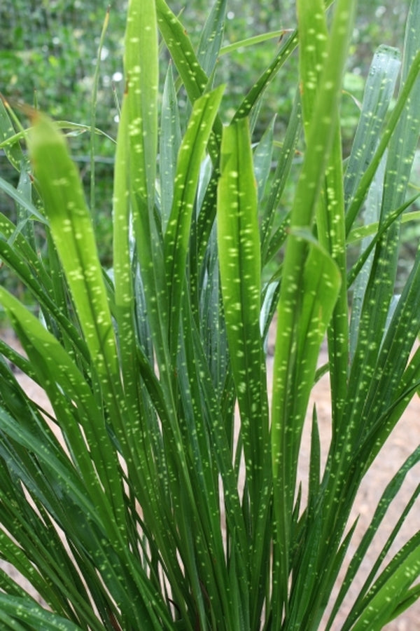 Aspidistra minutiflora Spangled Ribbons