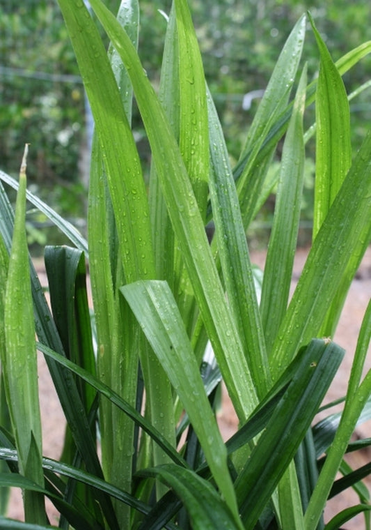 Image of Aspidistra omeiensis 'Come Pleated' taken at Juniper Level Botanic Gdn, NC by JLBG