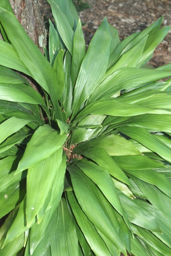 Image of Aspidistra retusa 'Nanjing Green' taken at Juniper Level Botanic Gdn, NC by JLBG