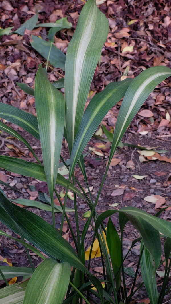 Image of Aspidistra sichuanensis 'Ichi Mon Ji' taken at Juniper Level Botanic Gdn, NC by JLBG