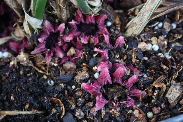 Image of Aspidistra sichuanensis 'Spek-tacular' taken at Juniper Level Botanic Gdn, NC by JLBG