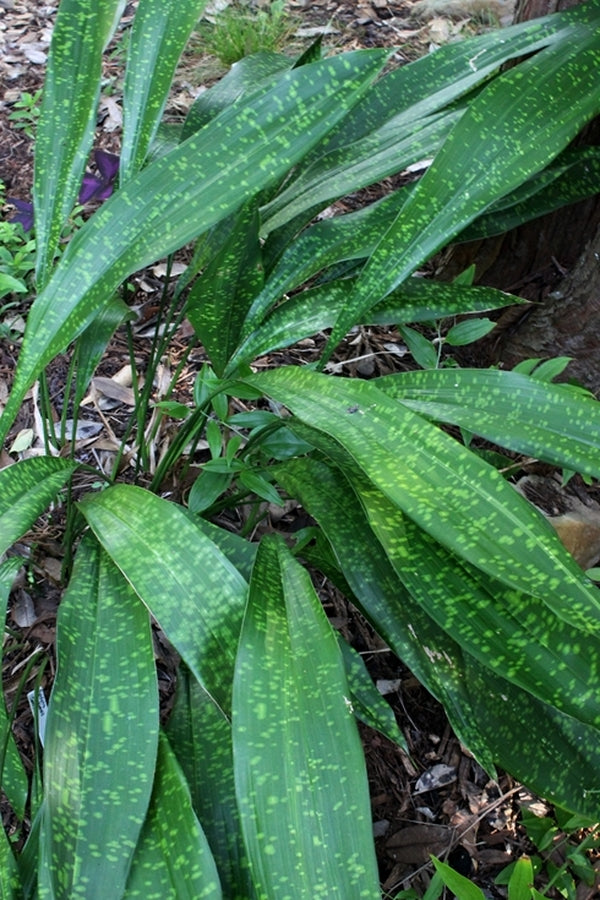 spider mites on cast iron plant Aspidistra sichuanensis Spotty