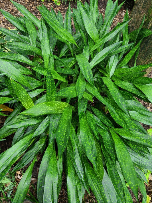 Image of Aspidistra sichuanensis 'Spotty' taken at Juniper Level Botanic Gdn, NC by JLBG