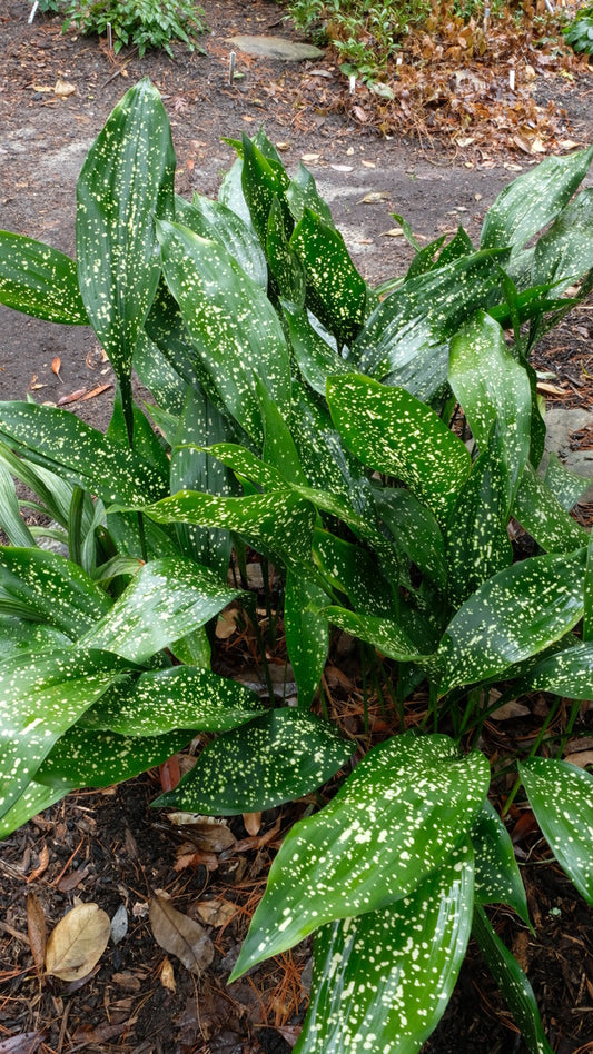 Image of Aspidistra sichuanensis 'Warp Drive' taken at Juniper Level Botanic Gdn, NC by JLBG