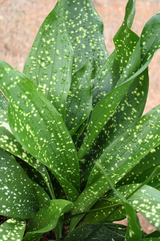 Image of Aspidistra sichuanensis 'Yellow Hammer' taken at Juniper Level Botanic Gdn, NC by JLBG