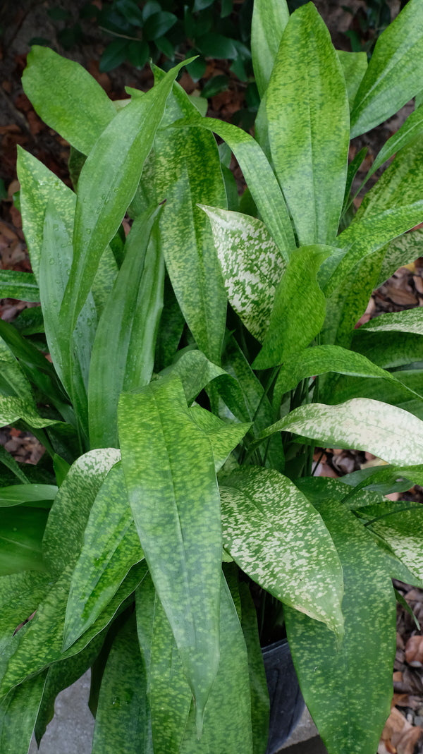 cast iron plant spider mites Aspidistra subrotata Golden Shimmers
