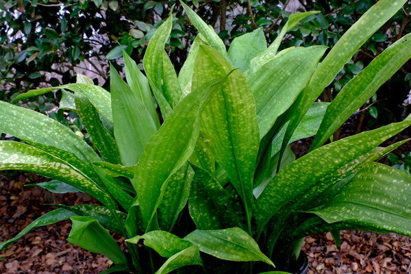 Image of Aspidistra subrotata 'Spotted Fever' taken at Juniper Level Botanic Gdn, NC by JLBG