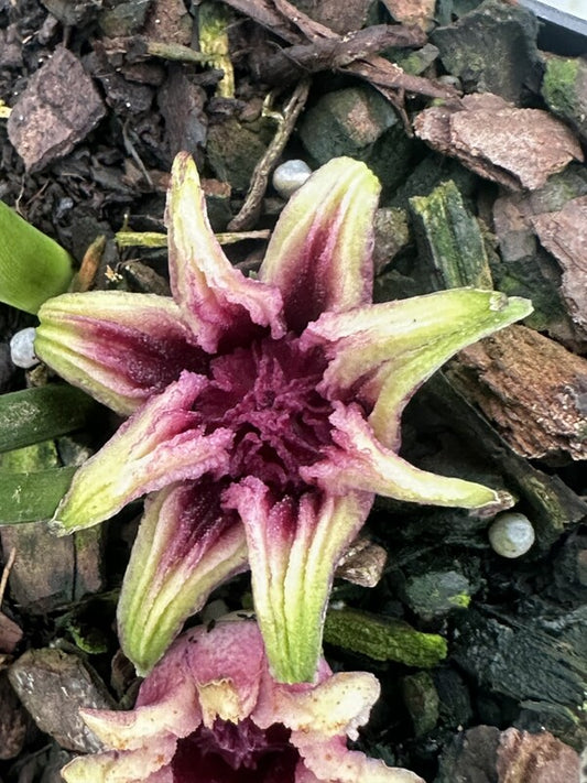Image of Aspidistra sutepensis 'Chiang-Dao Chace' taken at Juniper Level Botanic Gdn, NC by JLBG