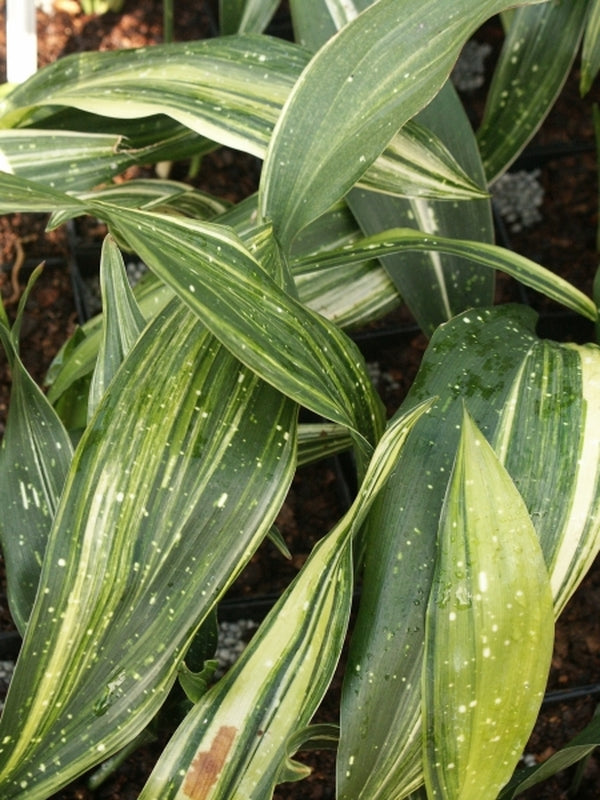 Image of Aspidistra vietnamensis 'Amanogawa' taken at Juniper Level Botanic Gdn, NC by JLBG