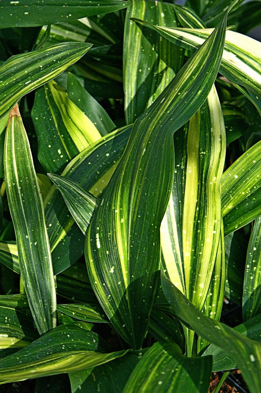 Image of Aspidistra vietnamensis 'Amanogawa'