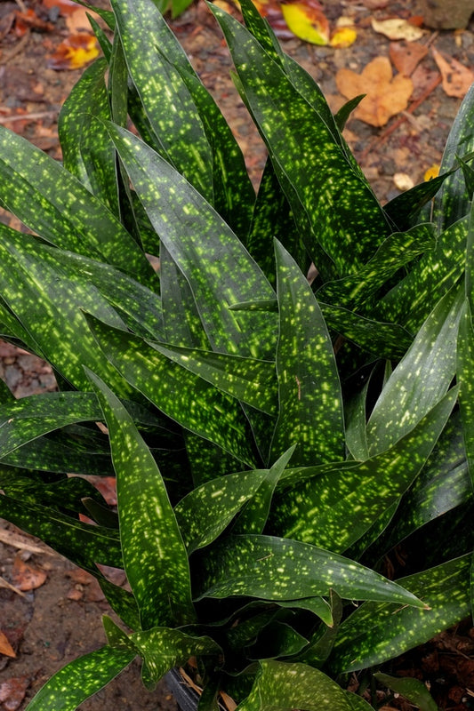 Image of Aspidistra vietnamensis 'Seiun' taken at Juniper Level Botanic Gdn, NC by JLBG
