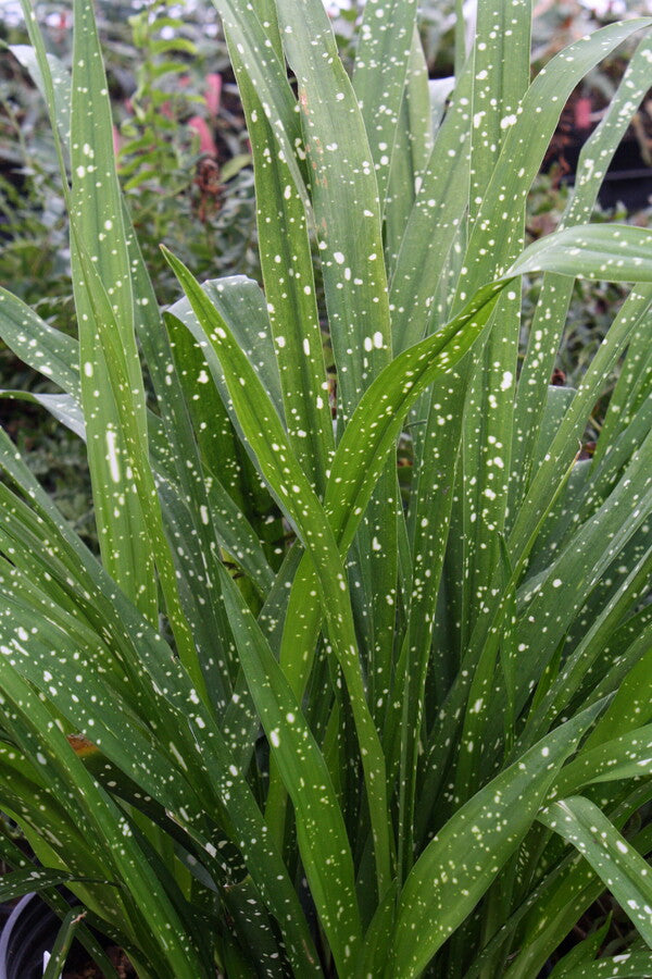 Aspidistra yingjiangensis Barrys Big Splash