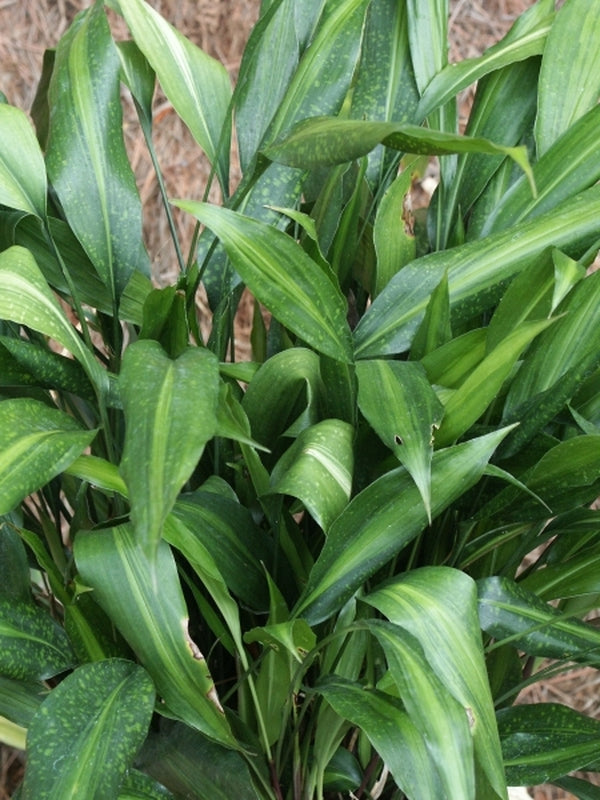 その他観葉植物 ASPIDISTRA BABENSIS 'BLACK LEAF' Aspidistra_ebianensis_Hayes_81