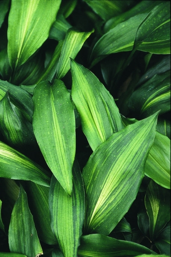 Image of Aspidistra zongbayi 'Yunnan Sunbeam' taken at Juniper Level Botanic Gdn, NC by JLBG