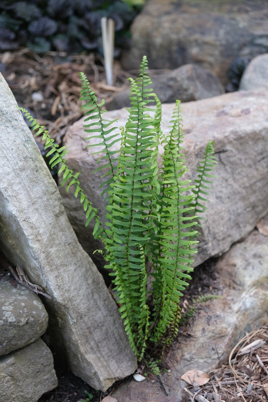 Image of Asplenium platyneuron 'Brunswick Giant' taken at Juniper Level Botanic Garden, Raleigh NC by JLBG