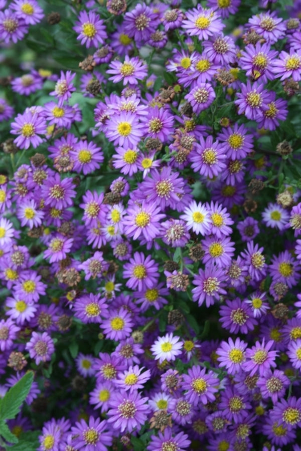 Image of Aster ageratoides 'Ezo Murasaki' taken at Juniper Level Botanic Gdn, NC by JLBG
