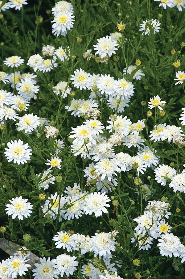Image of Aster mongolicus 'Hortensis' taken at Juniper Level Botanic Gdn, NC by JLBG