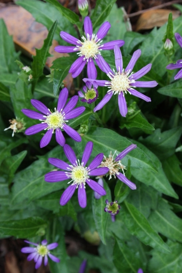 Image of Aster savatieri 'Edo Murasaki' taken at Juniper Level Botanic Gdn, NC by JLBG