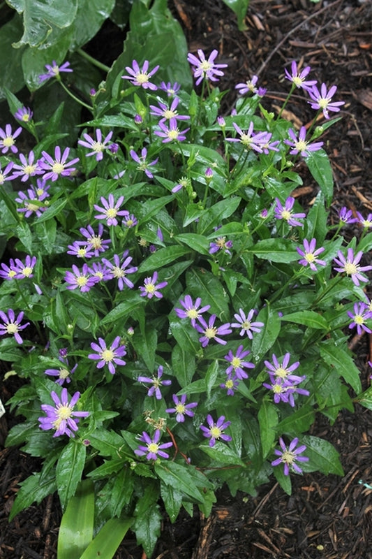 Image of Aster savatieri 'Edo Murasaki' taken at Juniper Level Botanic Gdn, NC by JLBG