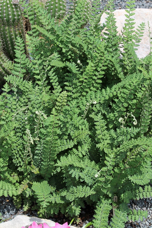 Image of Astrolepis sinuata 'Jeff Davis' taken at Juniper Level Botanic Gdn, NC by JLBG