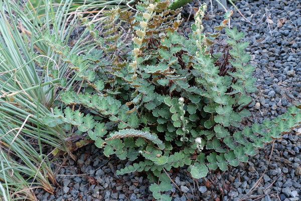 Image of Astrolepis sinuata 'Parker Creek' taken at Juniper Level Botanic Gdn, NC by JLBG