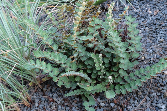 Image of Astrolepis sinuata 'Parker Creek' taken at Juniper Level Botanic Gdn, NC by JLBG