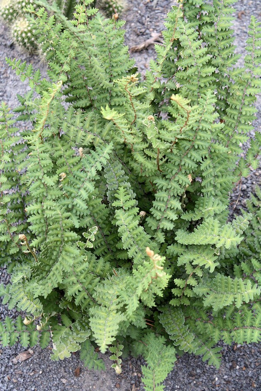 Image of Astrolepis sinuata taken at Juniper Level Botanic Gdn, NC by JLBG