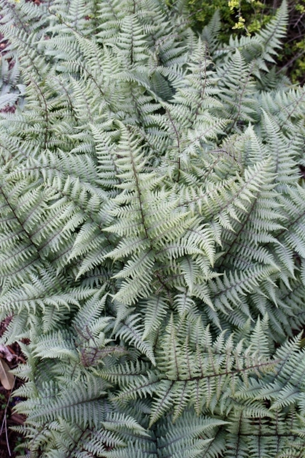 Image of Athyrium 'Ghost' taken at Juniper Level Botanic Gdn, NC by JLBG