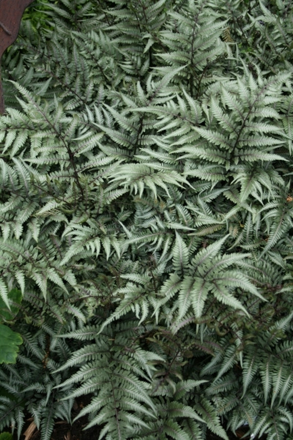 Image of Athyrium 'Godzilla' taken at Juniper Level Botanic Gdn, NC by JLBG