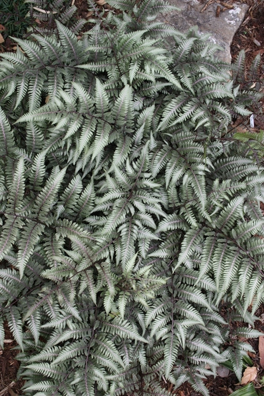 Image of Athyrium 'Godzilla' taken at Juniper Level Botanic Gdn, NC by JLBG