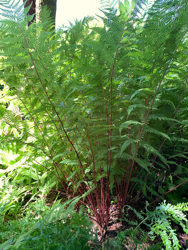Image of Athyrium filix-femina 'Lady in Red' taken at Juniper Level Botanic Garden, Raleigh NC by Lidia Churakova