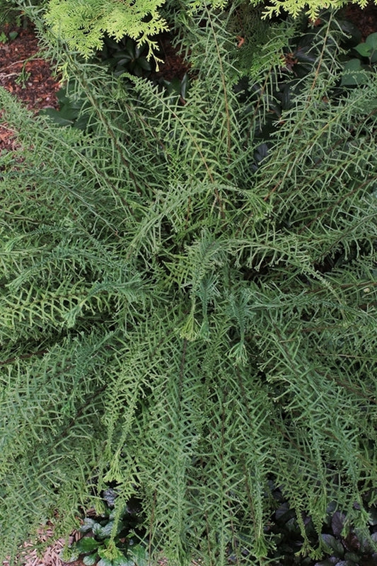 Image of Athyrium filix-femina 'Victoriae' taken at Cincinnati, OH by T. Avent