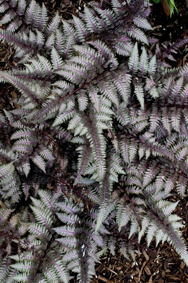 Image of Athyrium niponicum 'Burgundy Lace' taken at Juniper Level Botanic Gdn, NC by JLBG