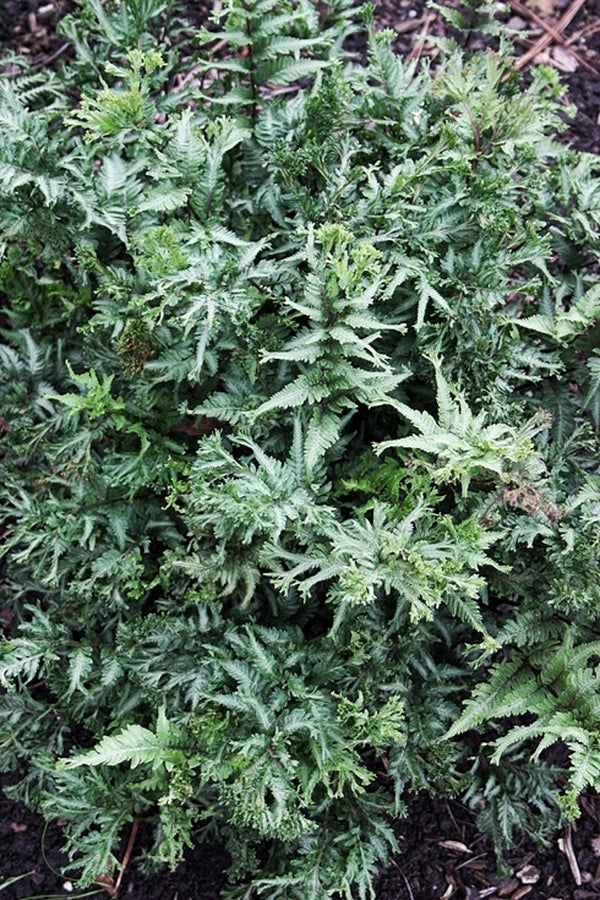 Image of Athyrium niponicum 'Joy Ride' taken at Juniper Level Botanic Gdn, NC by JLBG