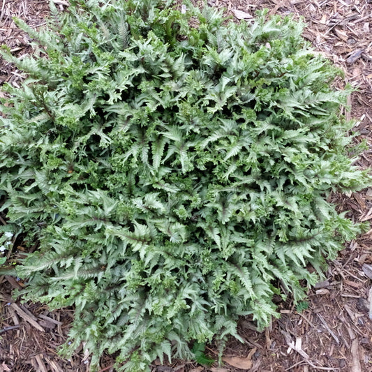 Image of Athyrium niponicum 'Joy Ride' taken at Juniper Level Botanic Gdn, NC by JLBG
