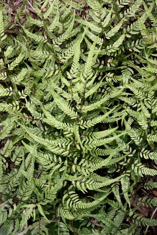 Image of Athyrium niponicum 'Lemon Cream' taken at Juniper Level Botanic Gdn, NC by JLBG