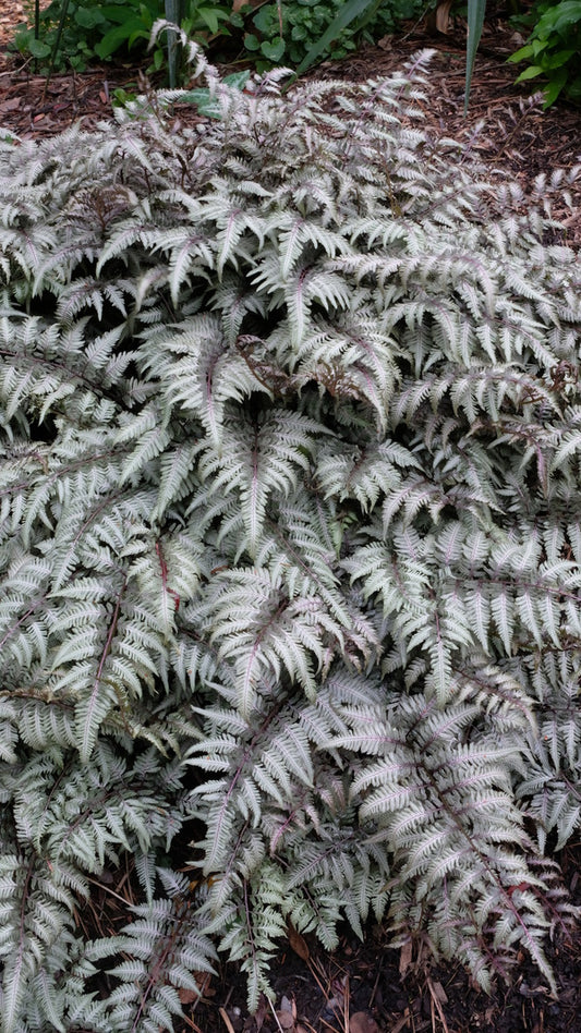 Image of Athyrium niponicum 'Pewter Lace' taken at Juniper Level Botanic Gdn, NC by JLBG