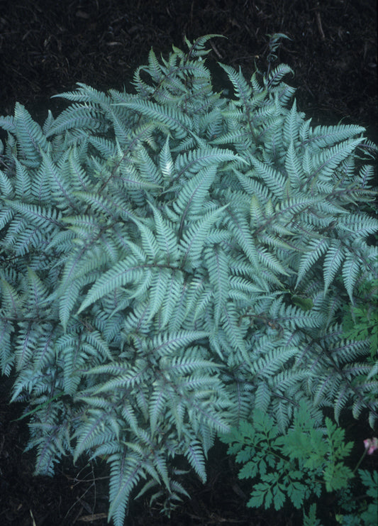 Image of Athyrium niponicum 'Silver Falls' taken at Juniper Level Botanic Gdn, NC by JLBG