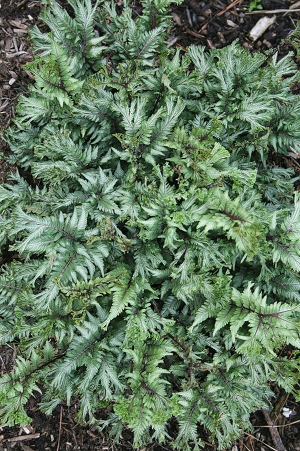 Image of Athyrium niponicum 'Thrill Seeker' taken at Juniper Level Botanic Gdn, NC by JLBG