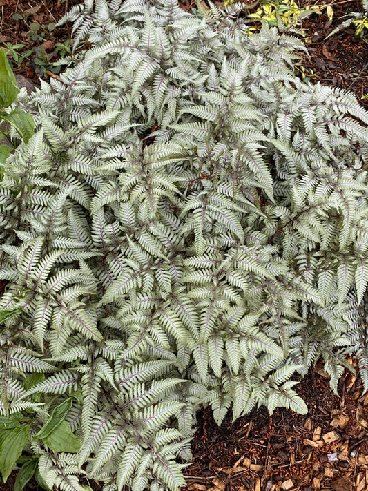 Image of Athyrium niponicum 'Wildwood Twist' taken at Juniper Level Botanic Gdn, NC by Lidia Churakova
