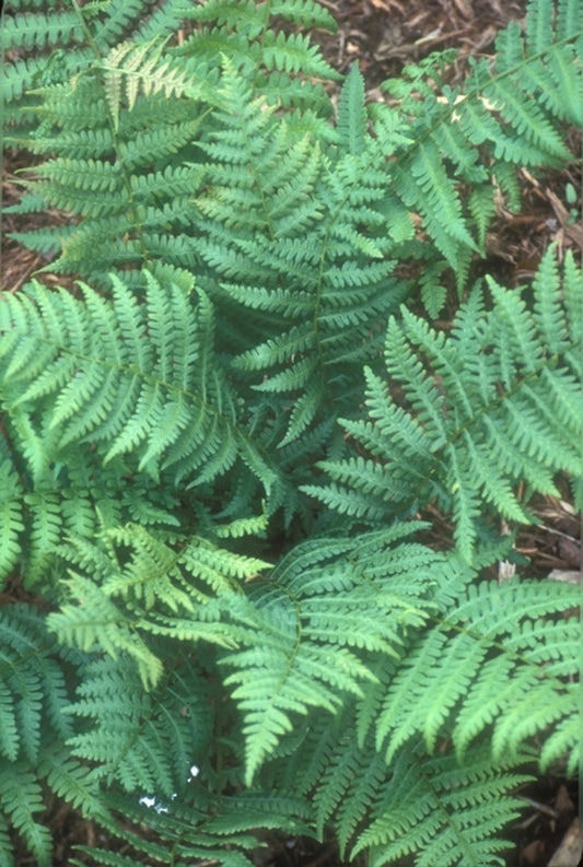 Image of Athyrium thelypteroides taken at Juniper Level Botanic Gdn, NC by JLBG