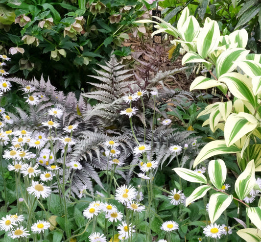 Fascinating World of Ferns