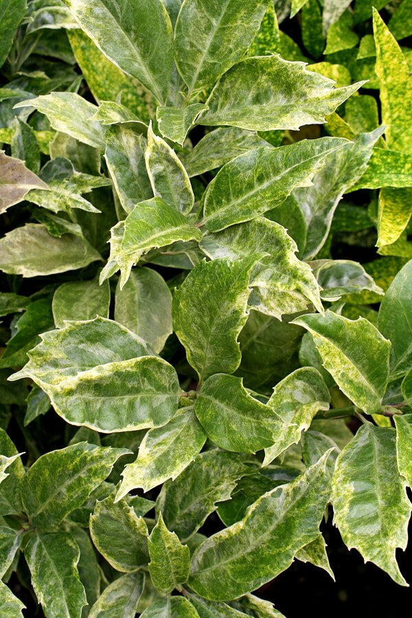 Image of Aucuba japonica 'Arashiyama' taken at Hawksridge Farms, NC