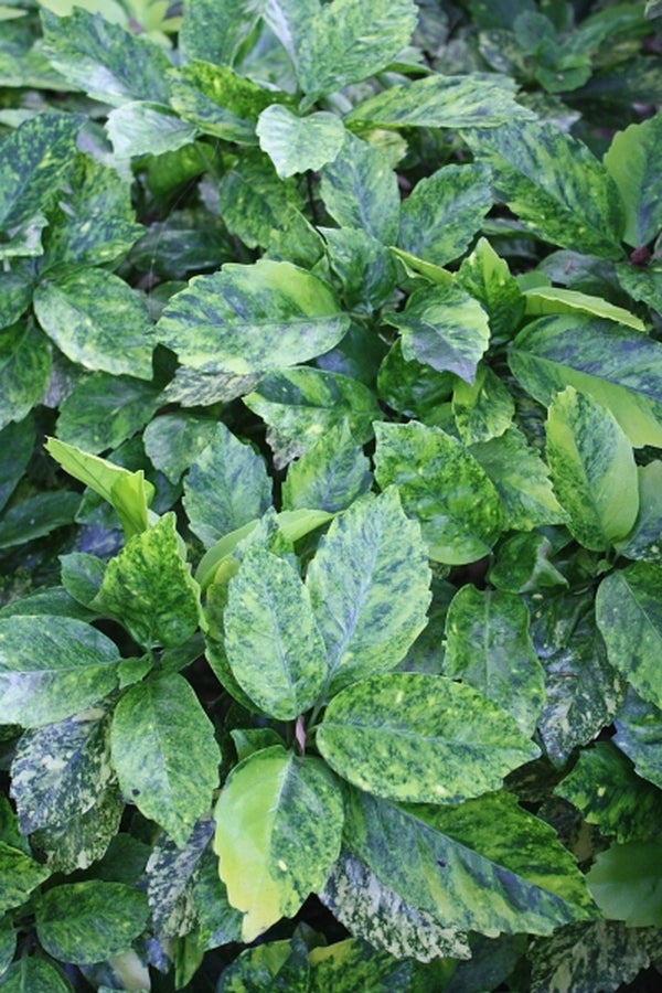 Image of Aucuba japonica 'Cecil-Alice' taken at Juniper Level Botanic Gdn, NC by JLBG