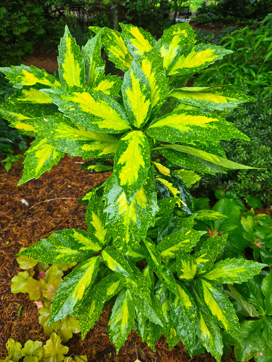 Image of Aucuba japonica 'Katoaba' taken at Juniper Level Botanic Gdn, NC by JLBG