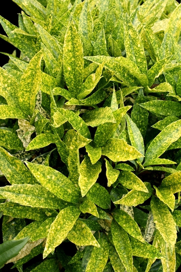 japanese laurel house plant Aucuba japonica Lemon Flare