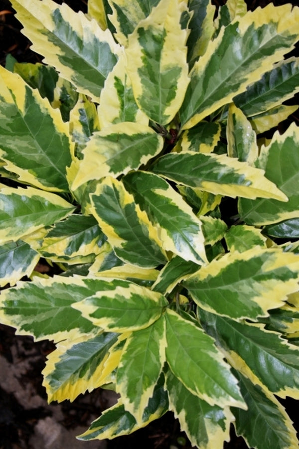 Image of Aucuba japonica 'Limbata' taken at Juniper Level Botanic Gdn, NC by JLBG